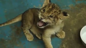 Cute Lion Cub Tries To Roar