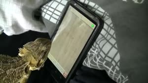 Lizard Plays Game On Tablet Pc