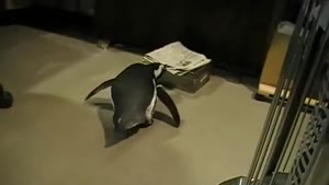 Penguin Fetches Newspaper