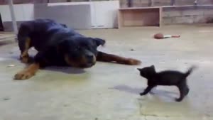 Brave Kitten Stands Up To Rottweiler