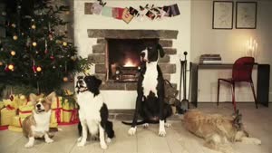 Trained Dogs Bark Jingle Bells