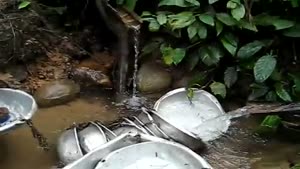 Monkey Washes Dishes