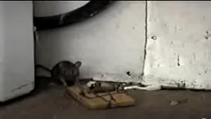 Ninja Mouse Vs Mouse Trap