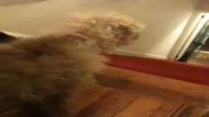 Dog Walks The Stairs On His Front Legs