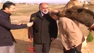 Camel Interrupting An Interview