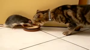 Cat And Rat Share Milk