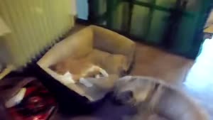 Dog Wants His Bed Back