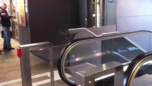 Pigeon Gets A Workout