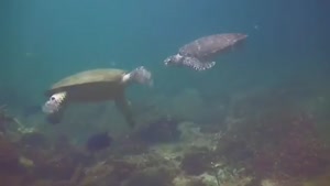 Sea Turtles High Five