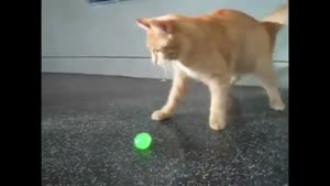 Cat Can't Find His Balance