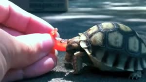 Tortoise Tries To Eat Tomato
