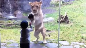 Lion And Toddler Play Patsy