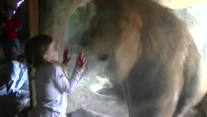 Lion Does Not Like Girl