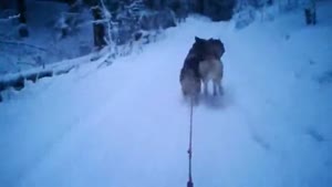Dog Sledding Gone Wrong