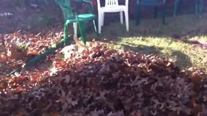 Dog Looks For Ball