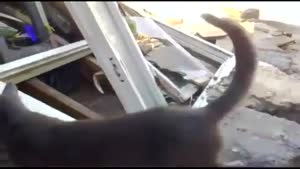 Cat Puts Lizard In Mouth