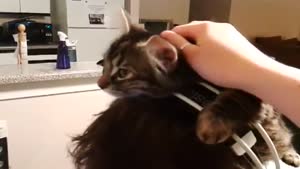 Cat With An Interest In Computers