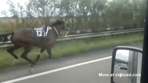 Runaway Horse