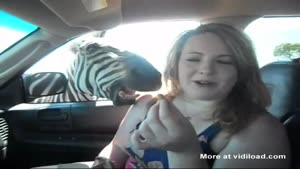 Zebra Bites Girl