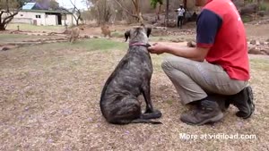Lion Cubs Play With Dog