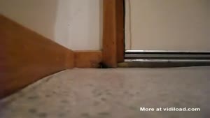 Big Spider Get's Killed But Has A Last Laugh