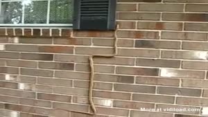 Climbing Snake