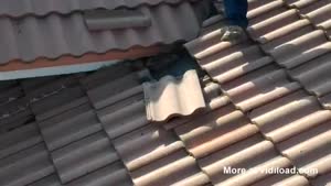 Roof Worker Finds A Billion Bats