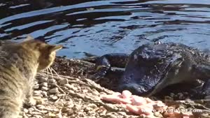 Cat Vs Alligator