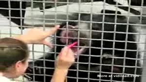 Brushing Bear's Teeth