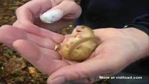 Snoring Mouse