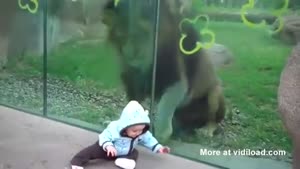 Baby Drives Lion Crazy