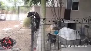 Houdini's Dog