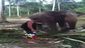 Elephant Hits Annoying Guy