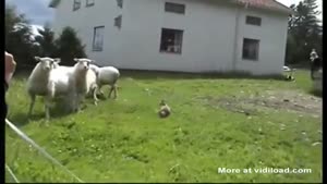 Bunny Thinks He's A Sheepdog
