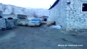 Sheep Gone Crazy
