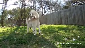 Wolf Adopts Kitten