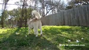 Wolf Adopts Kitten