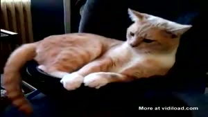 Cat Refuses To Leave Subwoofer