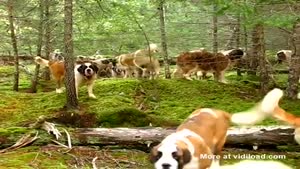 Huge Pack Of St Bernards