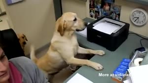 Dogs Working In Office