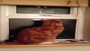 Escape Cat
