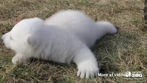 Cutest Little Polar Bear Ever