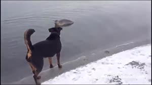 Dog Meets Seal