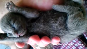 Kitten Sleeps In Hand