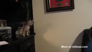 Kitten Can't Jump