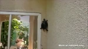 Spider Turtle
