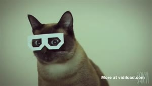 Dubstep Cat