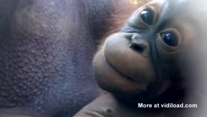 Showing Monkeys Their Own Reflection