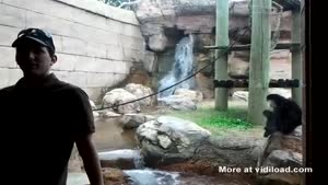 Monkey Attacks Guy