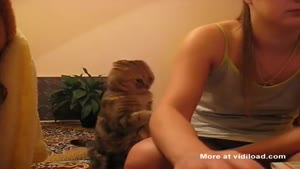 Cute Kitten Begging For Attention
